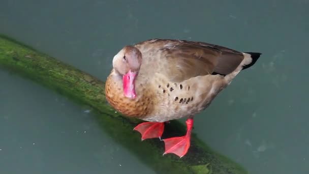 브라질 오리 오리-Amazonetta Brasiliensis — 비디오