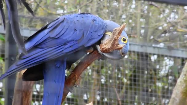 Guacamayo de jacinto encaramado en rama de árbol — Vídeo de stock