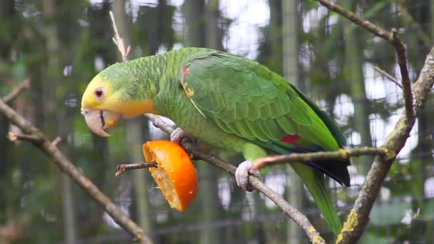 Amazoňan Amazon (Amazona Oratrix) — Stock video