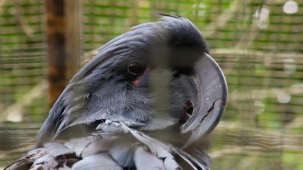 Palmkakadu - schwarzer Papagei in Nahaufnahme — Stockvideo