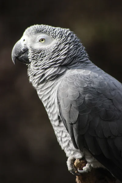 Amazona gris africana - Perfil de cerca — Foto de Stock