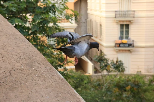 Beautiful Flying Pigeon — Stock Photo, Image