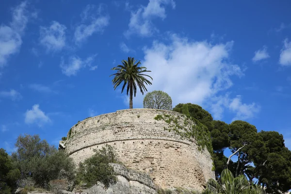 Palme an der Spitze des Felsens von Monaco — Stockfoto