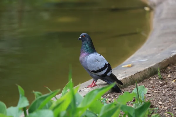 Pombo no Waterfront — Fotografia de Stock