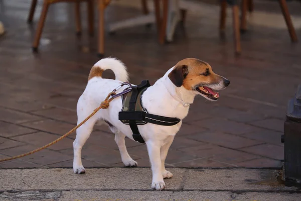 Jack Russell Terrier con arnés — Foto de Stock