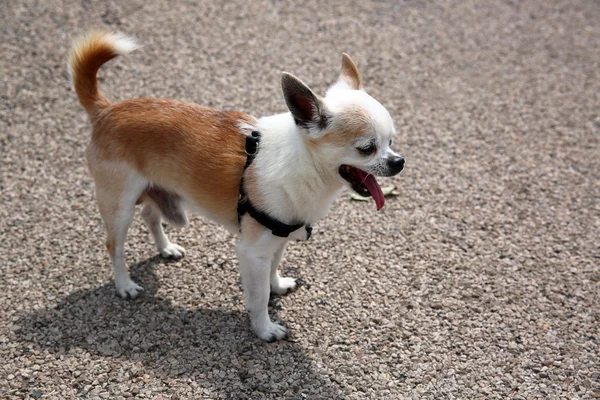 Lindo bostezo Chihuahua — Foto de Stock