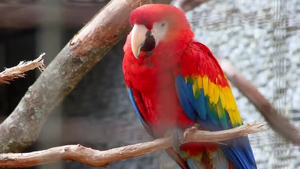 Scarlet Amerika papağanı - Ara macao — Stok video