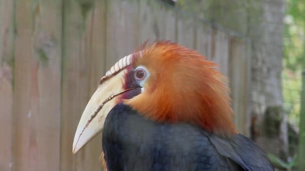 Blyth's Hornbill (Rhyticeros Plicatus) Profilo laterale maschile — Video Stock