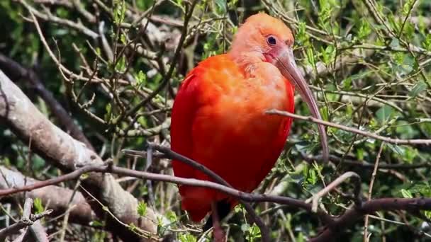 Scarlet Ibis uppflugna på en gren — Stockvideo
