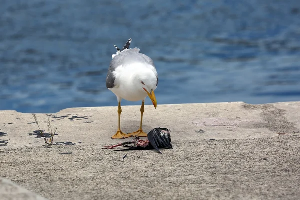 Чайка наблюдая мертвую птицу на полу — стоковое фото