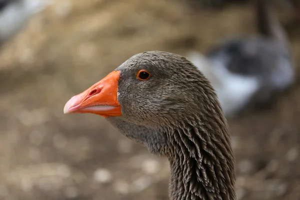 Grauwe gans (Anser Anser) portret — Stockfoto