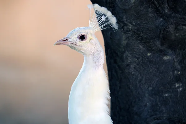 Profil de paon blanc — Photo