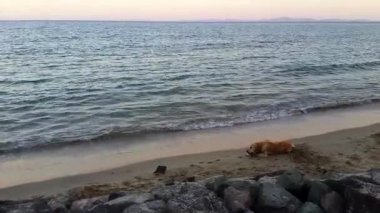 Plajdaki golden retriever köpeği