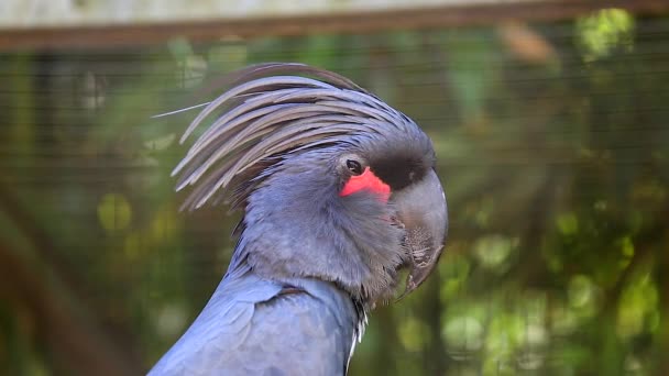 Palmo cockatoo primo piano — Video Stock