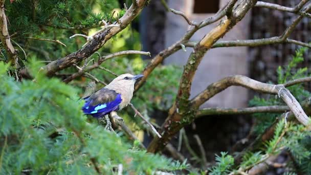 Blå-bellied roller — Stockvideo