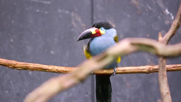 Piastra fatturati Mountain Toucan — Video Stock