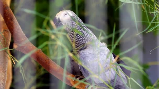 На гілці дерева сидить африканський сірий папуга — стокове відео