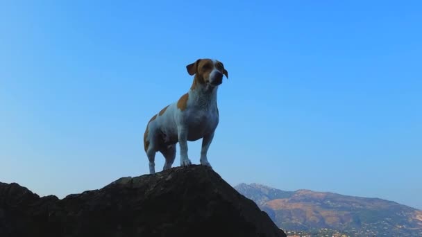 Jack Russell Terriër op de rotsen — Stockvideo