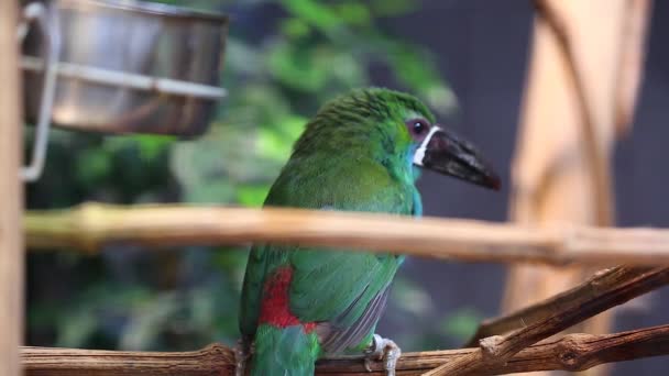 Crimson-Rumped Toucanet Perched on a Branch — Stock Video