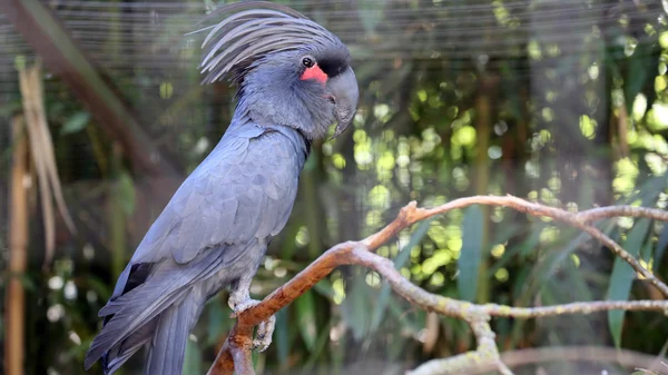 Palm Cockatoo Closeu — Stock Photo, Image