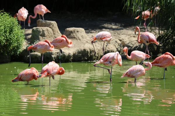 Група рожевих фламінго — стокове фото