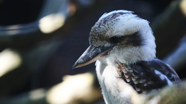 Γελώντας kookaburra πορτρέτο — Φωτογραφία Αρχείου