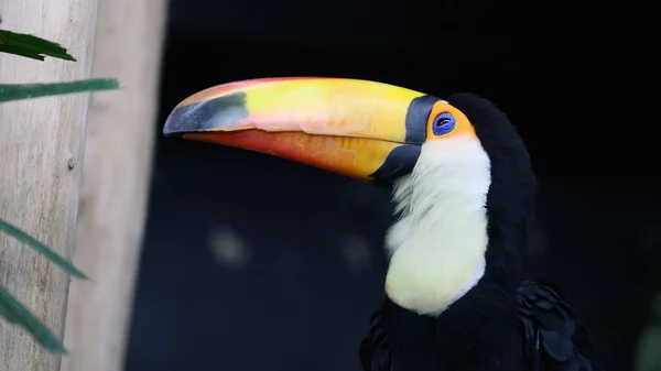 Великий Тукан (ramphastos великий) — стокове фото