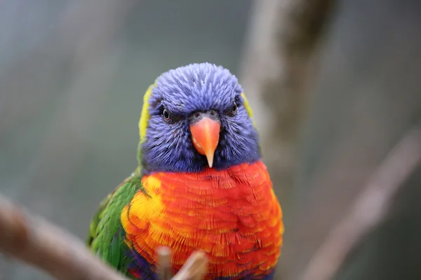 虹ゴシキセイガイインコ クローズ アップ — ストック写真