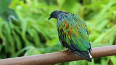 Bir çit Nicobar güvercin tünemiş