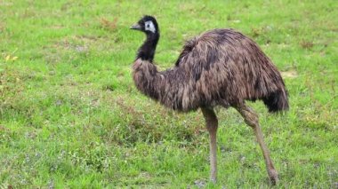 Doğada Emu Kuşu