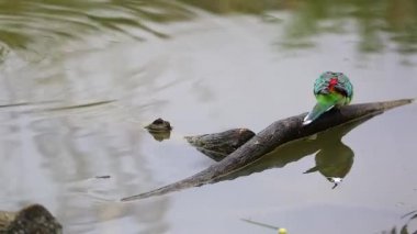 Kızıl sırtlı papağan (psephotus haematonotus)