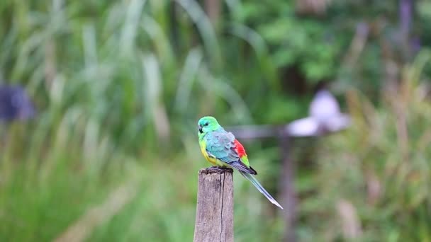 Red-Rumped Parrot On A Wooden Post — Stock Video