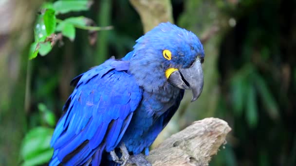 Vackra Hyacinth Macaw uppflugen på trädgren — Stockvideo