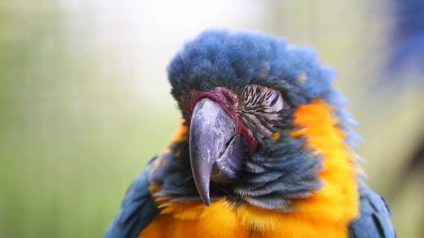 Schöner schlafender Papagei — Stockvideo