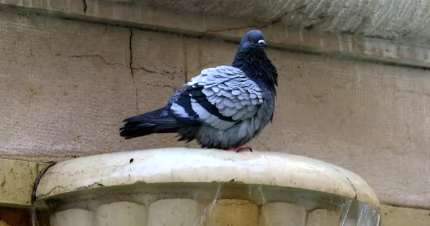 Pigeon Cleaning Its Feathers Fountain Old Nice French Riviera France — Vídeos de Stock