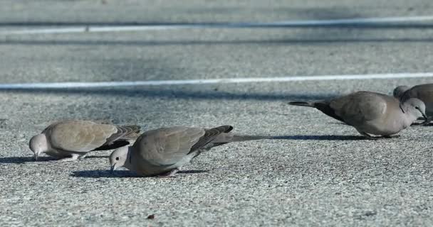 Group Turtledove Pecking Bread Crumbs Road Close View Dci Resolution — Stock Video