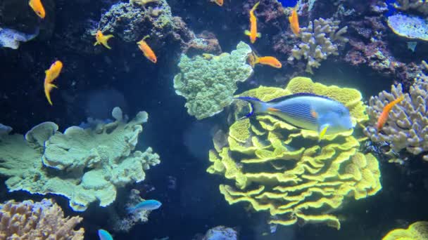 8Kカラフルな魚が美しい熱帯水族館で泳ぐ Uhd 7680 4320 — ストック動画