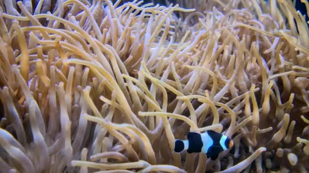 Clownfish Anemonfish Sea Anemone Partnership Closeup View Uhd 7680 4320 — стоковое видео