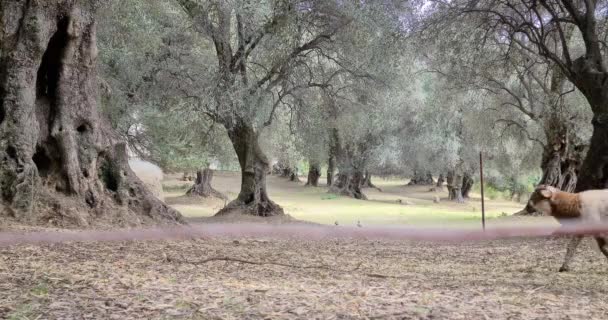 Młode Owce Spaceru Pod Drzewami Oliwnymi Menton Riwierze Francuskiej Francja — Wideo stockowe
