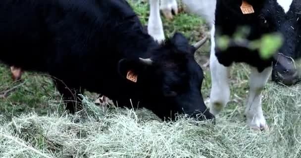 Close Vista Pequenas Vacas Negras Bretonne Pie Noir Hay Comer — Vídeo de Stock