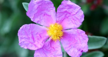 Cistus Creticus Çiçeği (Pembe Kaya Gülü, Kaya Gülü) Fransız Alplerinde Vahşi Yaşam (Menton). Görüntüyü Kapat / Makro Çekim - DCi 4K Çözünürlüğü