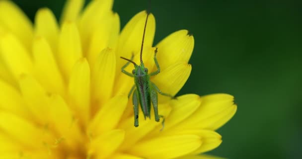 Kleine Sprinkhaan Een Gele Bloem Paardenbloem Taraxacum Officinale Aanzicht Van — Stockvideo