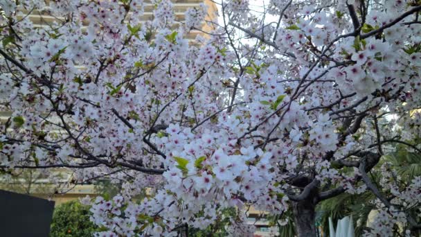 Fiori Ciliegio Bianchi Albero Ciliegio Giapponese Prunus Serrulata Vista Vicino — Video Stock