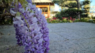 Wisteria Sinensis 'te Yürüyen Birçok Karınca Mor Çiçekler veya Çin Salkımı, Yakın plan Görünümü - 8K UHD (7680 x 4320)