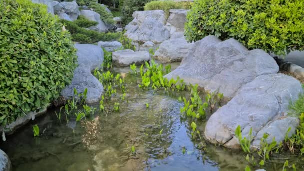 Rio Água Calma Fluindo Jardim Japonês Pedras Plantas Primavera Vídeo — Vídeo de Stock
