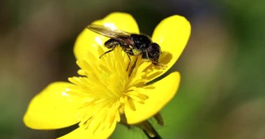 Sarı Çiçekten Küçük Sinek Poleni Topla. Yakından Bakış / Makro Çekim - DCi 4K Çözünürlüğü
