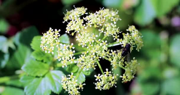 Fly Alexanders Plant Smyrnium Olusatrum Closeup View Macro Shot Rozlišení — Stock video