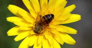 Bal Arısı Sarı Çiçek Üzerine Nektar Topluyor. Extreme Closeup View / Macro Shot - DCi 4K Çözünürlüğü
