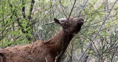 Yarı Vahşi Keçi Dağdaki Bir Ağacın Yapraklarını Yiyiyor, Fransız Rivierası, Fransa, Avrupa. Portreyi Kapat - DCI 4K Çözünürlüğü