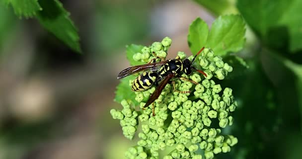 European Paper Wasp Polistes Dominula Flower Buds Inglés Vista Primer — Vídeo de stock